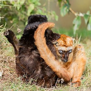 Blue-Eyed Black Lemur