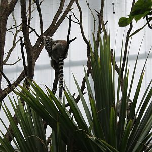 Ring-tailed lemurs