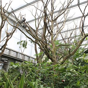 Ring-tailed lemur Walk-through