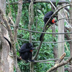 Spider monkeys