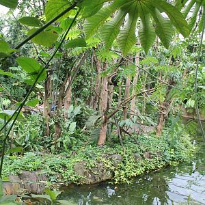 Spider monkey island