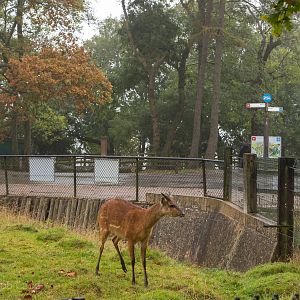 Sitatunga : Whipsnade : 04 Nov 2016
