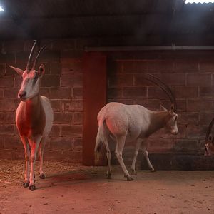 Scimitar-horned oryx : Whipsnade : 04 Nov 2016