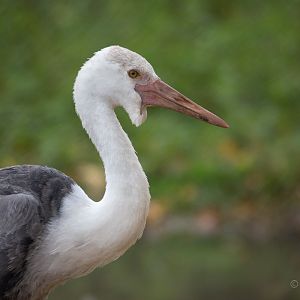 Wattled crane : Whipsnade : 04 Nov 2016