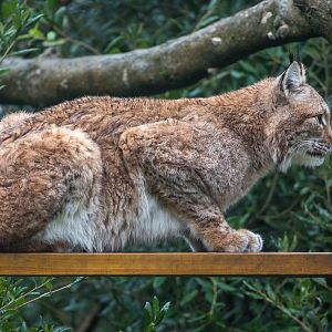 Northern lynx : Whipsnade : 04 Nov 2016