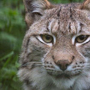 Northern lynx : Whipsnade : 04 Nov 2016