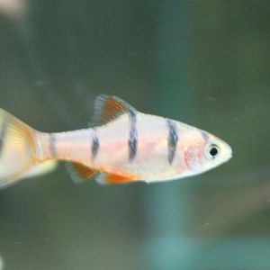 Barbus pentazone
