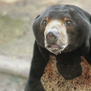 Sun Bear