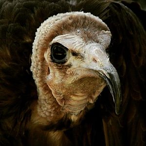 Hooded Vulture