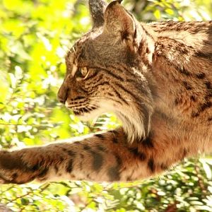 Iberian Lynx