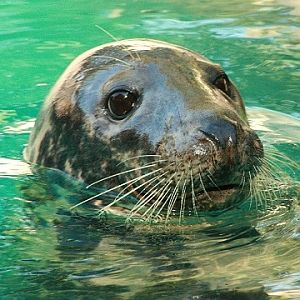 Grey Seal