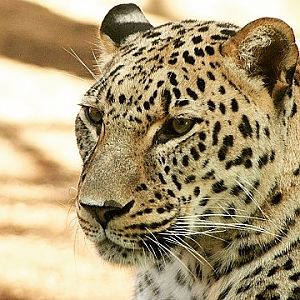 Persian Leopard