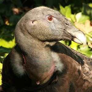 Andean Condor
