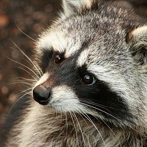 Northern Raccoon