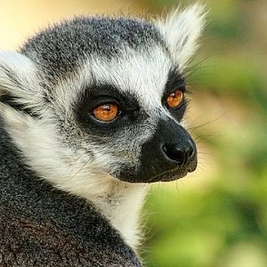 Ring-tailed Lemur