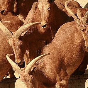 Barbary Sheep