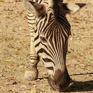 Burchell's Zebra