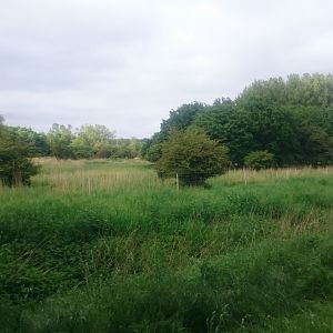 Red Deer - Mouflon enclosure