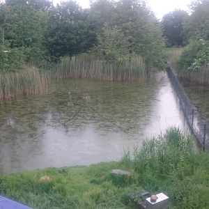 View into an Otter-enclosure