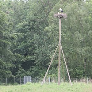 European white stork nest