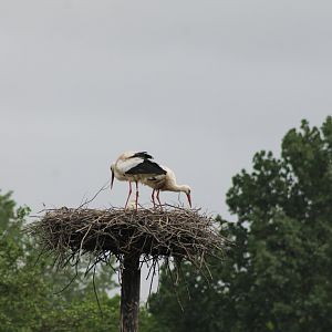 Storks at the nest