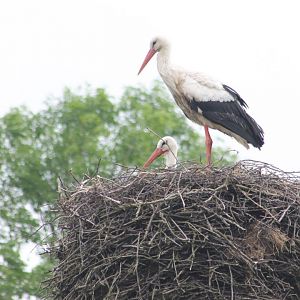 Storks at the nest