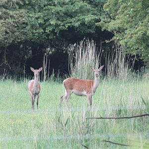 Red deers