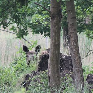 Eurasian elk hidding