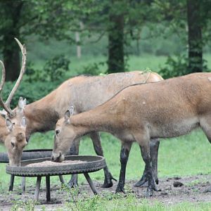 Pere David's deers