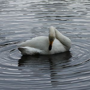 Whooper swan