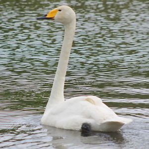 Whooper swan