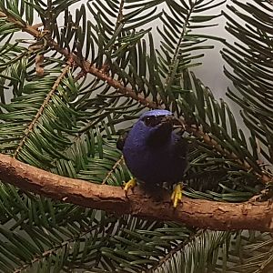 Purple honeycreeper