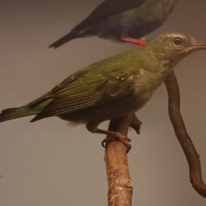 Female Red-legged honeycreeper