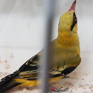African golden oriole
