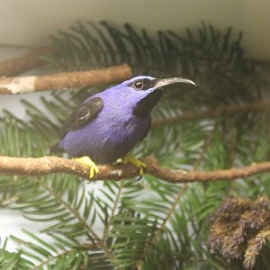 Purple honeycreeper