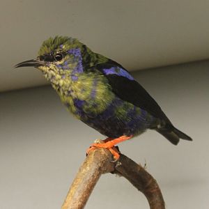 Red-legged honeycreeper - Young male