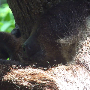 Linne's two-toed Sloth
