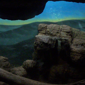 short-tailed fruit bats