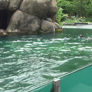 Californian sea lions