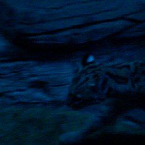 Ocelot