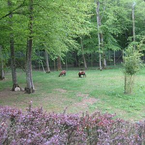 Parc Merveilleux - sheep pen