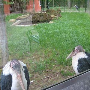 Parc Merveilleux - marabou stork exhibit