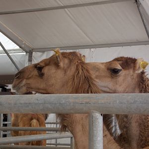 Moroccan Camels