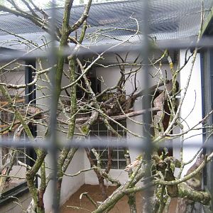 Parc Merveilleux - cotton-top tamarin exhibit