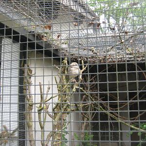 Parc Merveilleux - burrowing owl aviary