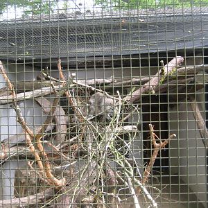 Parc Merveilleux - Desmarest's hutia exhibit