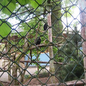 Parc Merveilleux - turkey vulture and black vulture aviary
