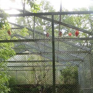 Parc Merveilleux - scarlet ibis and red-shouldered teal aviary