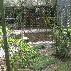 Parc Merveilleux - scarlet ibis and red-shouldered teal aviary