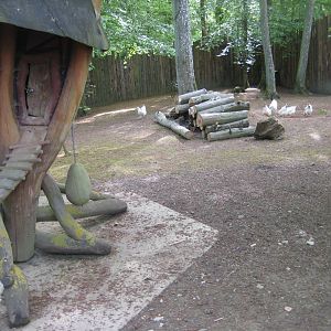 Parc Merveilleux - chicken exhibit